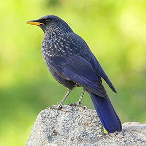 Blue Whistling-Thrush